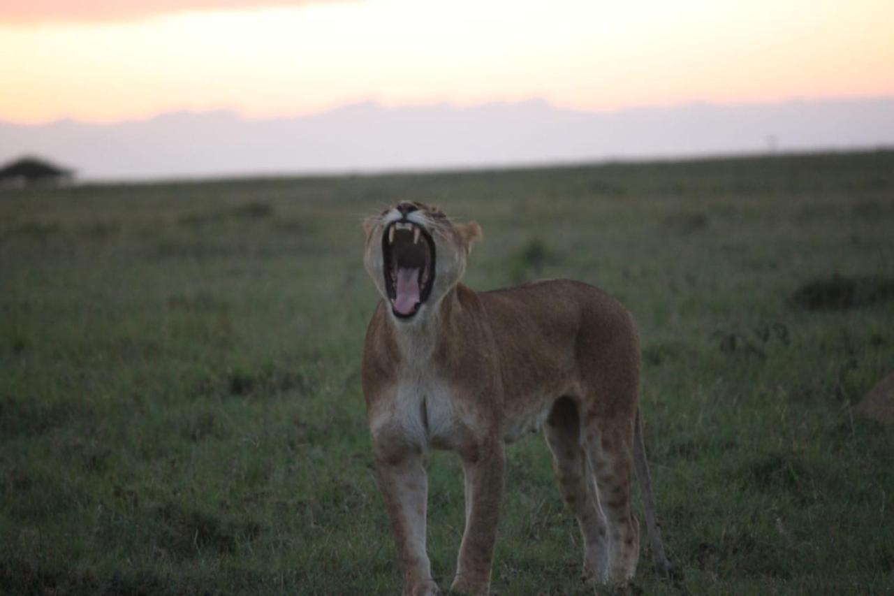 Narasha Homestay - Maasai Mara Talek Экстерьер фото