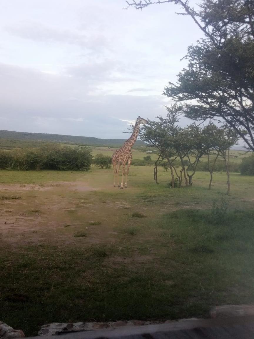 Narasha Homestay - Maasai Mara Talek Экстерьер фото