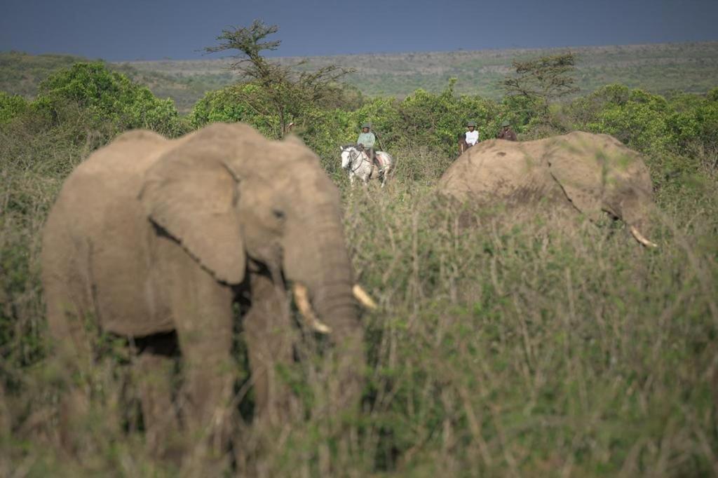 Narasha Homestay - Maasai Mara Talek Экстерьер фото
